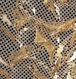 Casaca-Para-Mujer-de-Plumas-Con-Capucha-Grand-Trek™-III-Gris-Vestuario